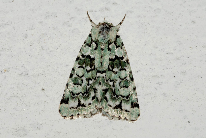 Noctuidae da confermare 2 - Nyctobrya (Bryopsis) muralis